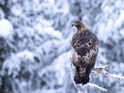 Kungsörn i snöfall